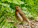 Robin - Rudzik